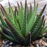 Haworthia fasciata v. ovato-lanceolata (available 8.5cm and 10.5cm Ø)